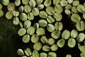 AI Mental Journaling